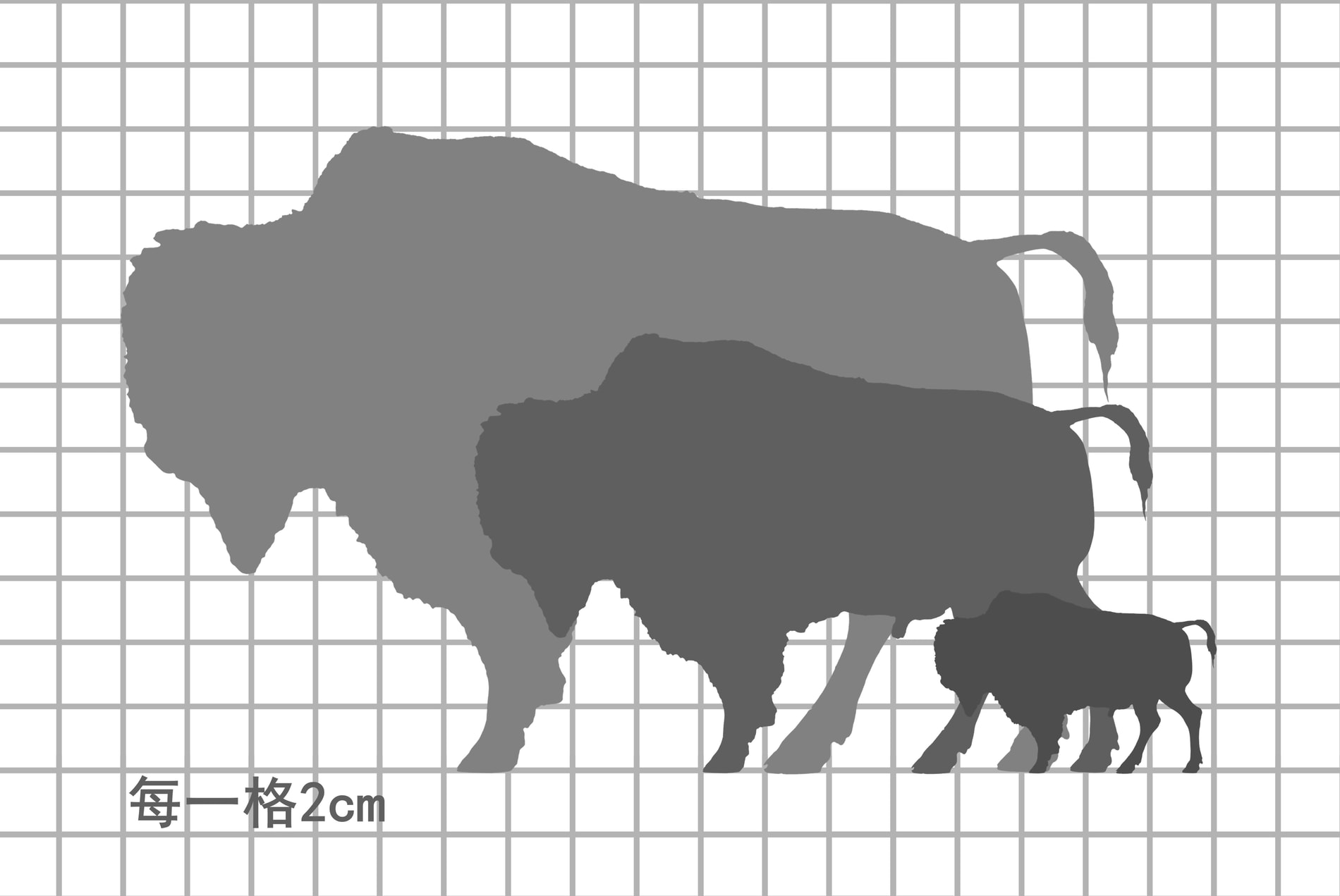 美洲森林野牛尺寸比例图，每一格 5cm