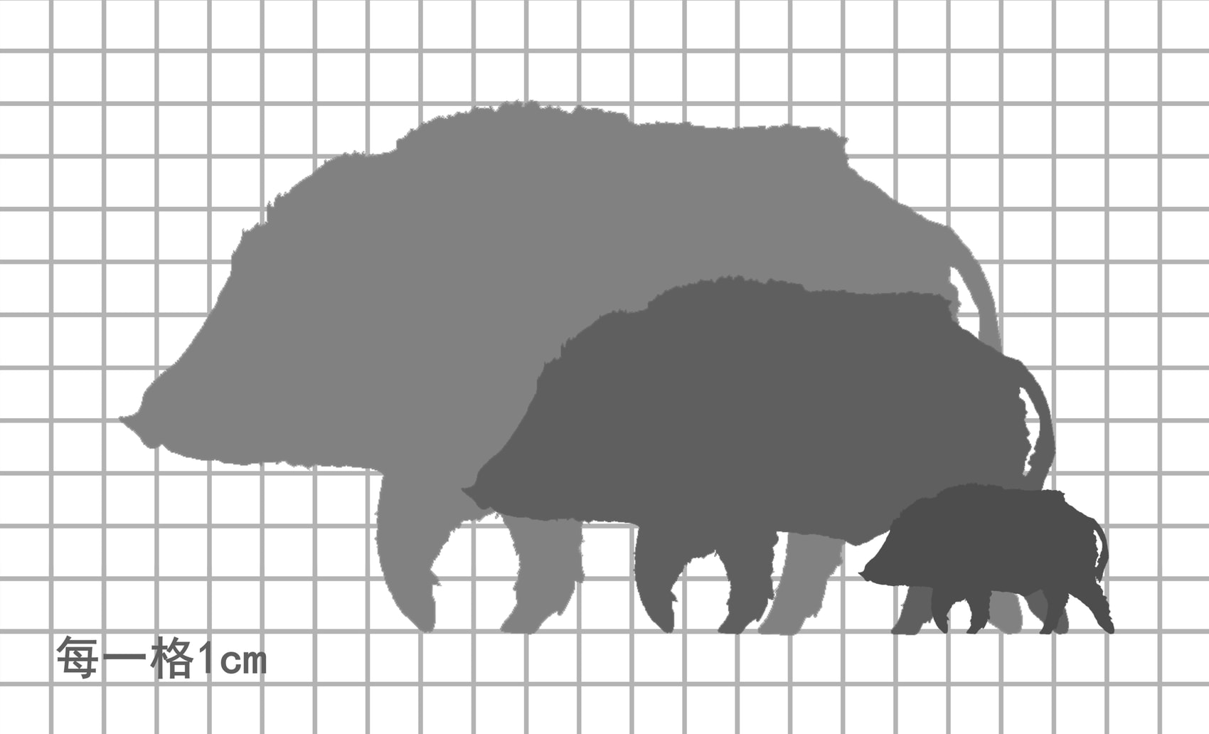 欧亚野猪尺寸比例图，每一格1cm