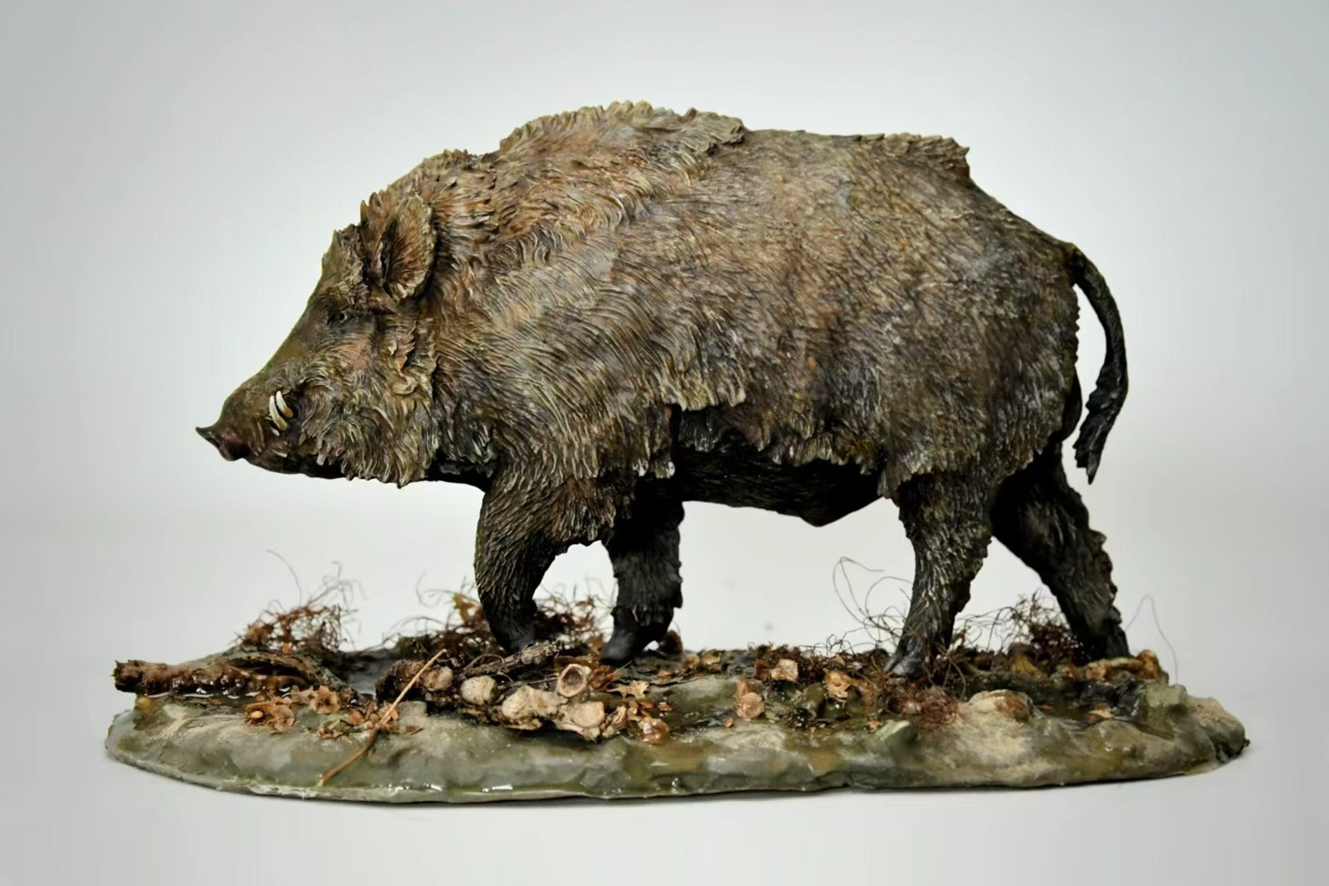 欧亚野猪作品展示