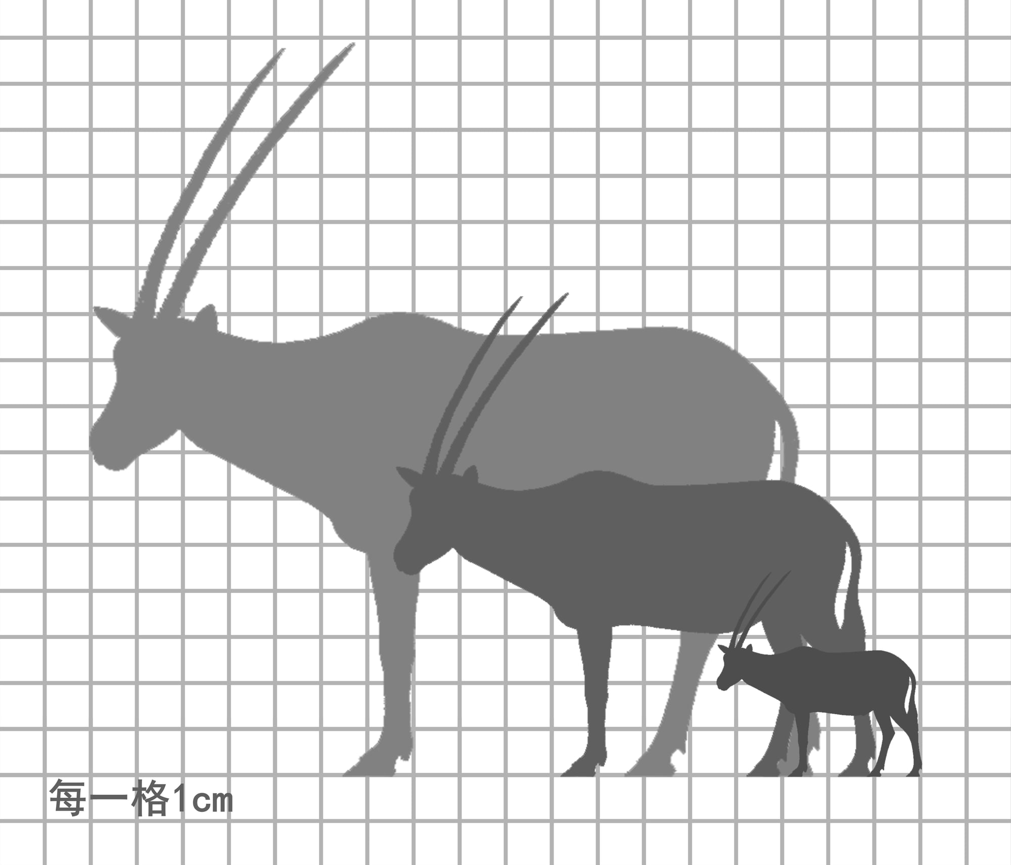 阿拉伯剑羚尺寸比例图，每一格 1cm