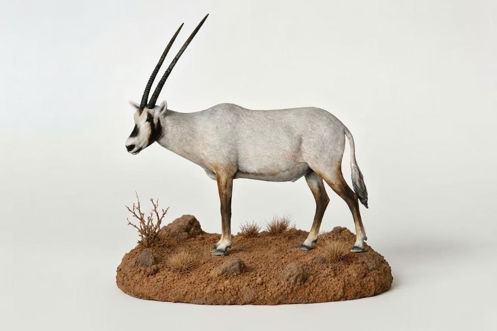阿拉伯剑羚作品展示